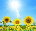 suncokreti